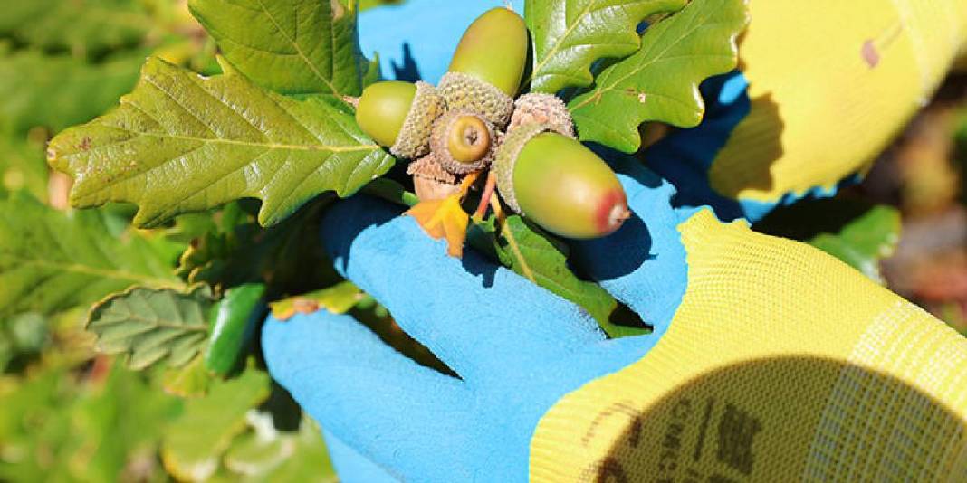 21 yıldır cebinde taşıyor, her yere ekiyor! Çorak araziler sayesinde ağaçlandı: Doğal tohumla canlandırıyor 4